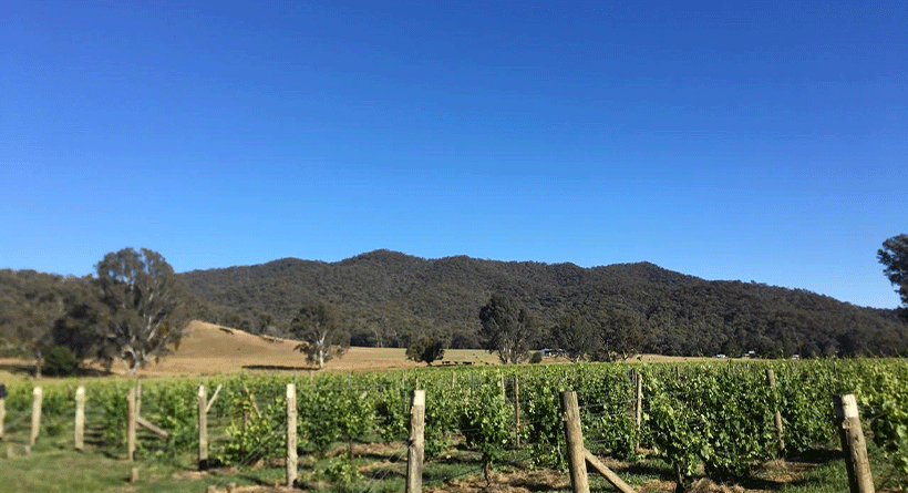 King River Estate Vineyard